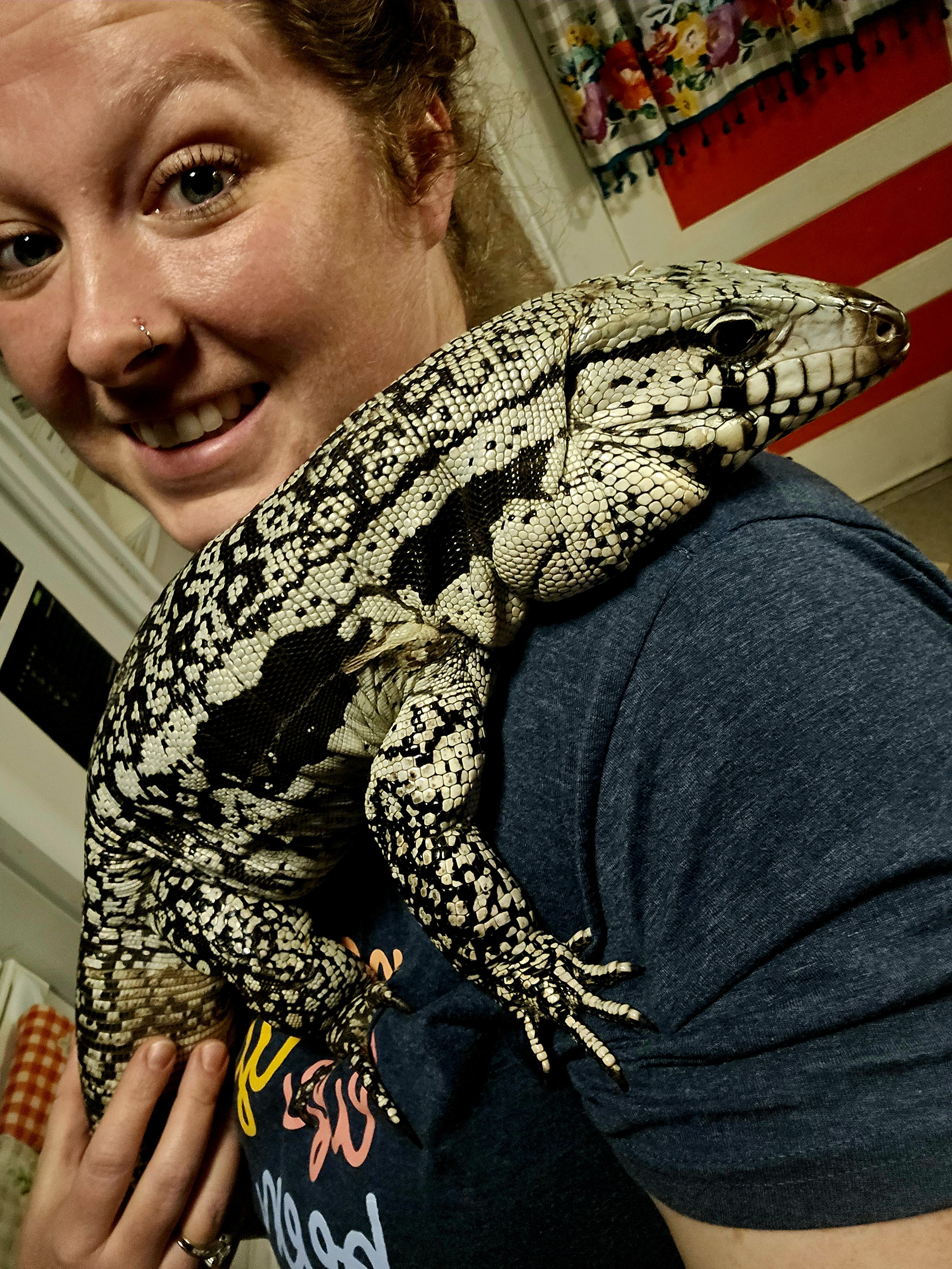 Domino, Argentine black and white tegu