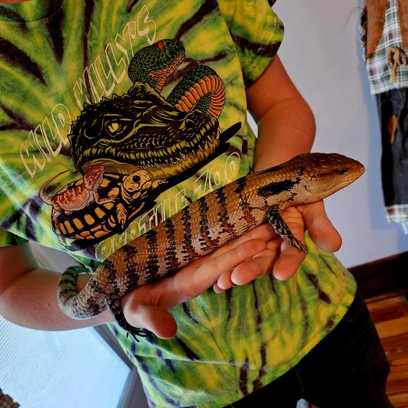 Loki, Blue Tongue Skink