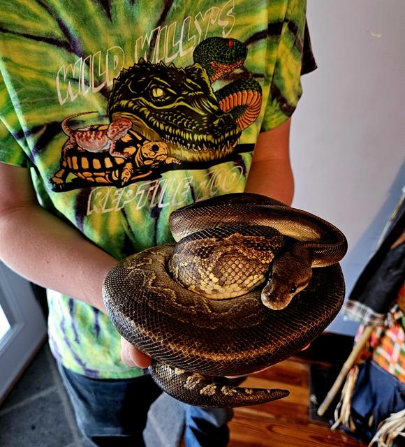 Harley, Highway Gargoyle Ball Python