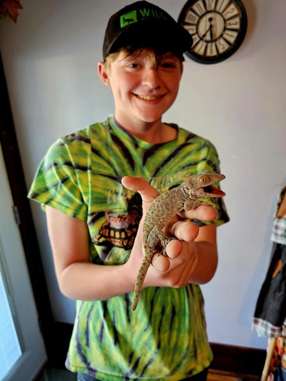 Chompers, Tokay Gecko