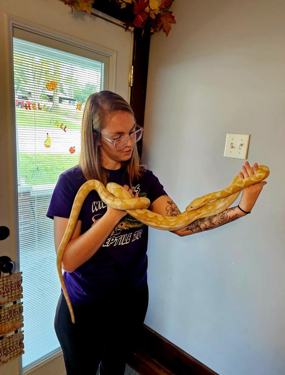 Ahsoka, 6.5 ft Lavender Albino Reticulated Python