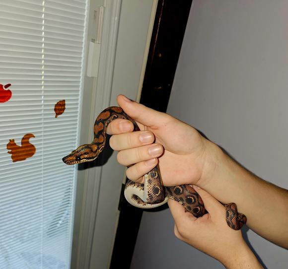 Kahn, Brazilian Rainbow Boa