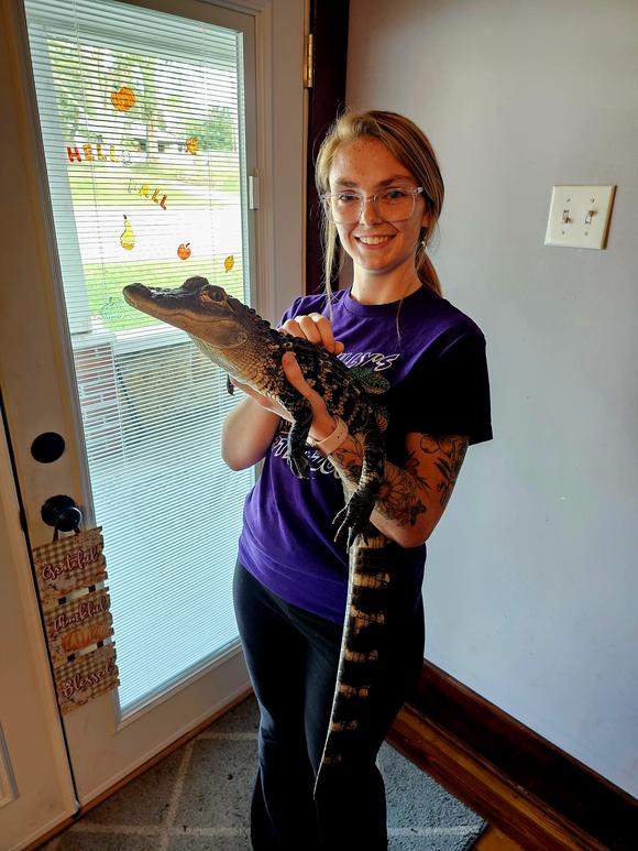 Wade, American Alligator