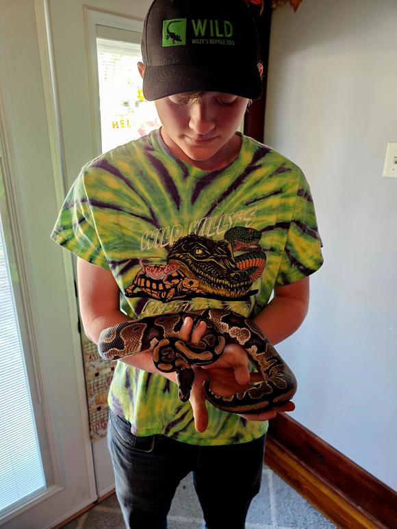 Monty, Normal Ball Python