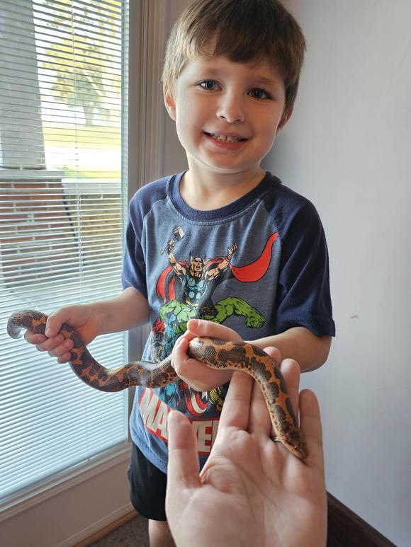 Sandy, Kenyan Sand Boa