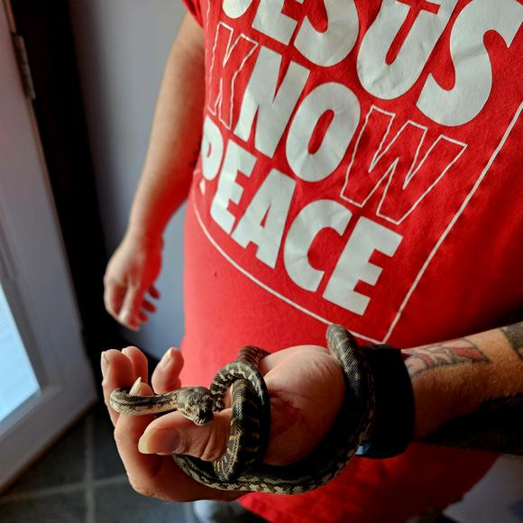 Bendi, Bredls Carpet Python
