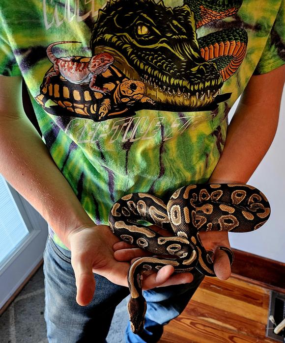 Lucille Ball, Mohave Ball Python