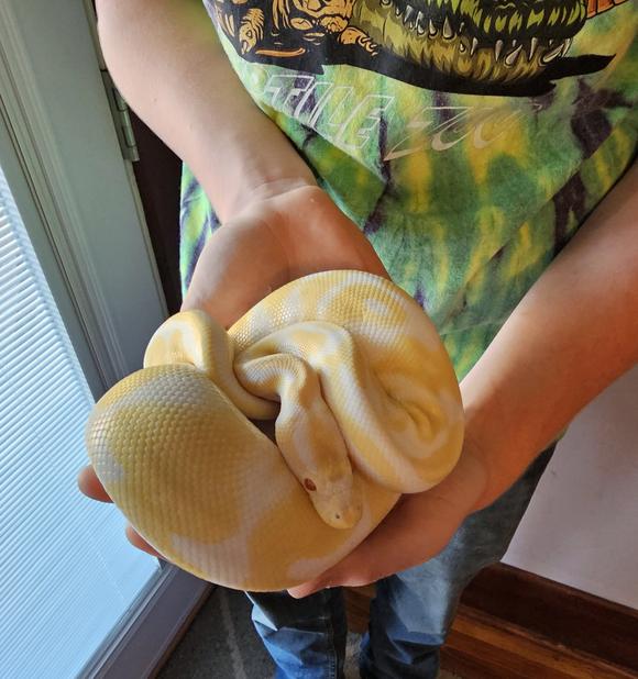 Noodle, Albino Ball Python