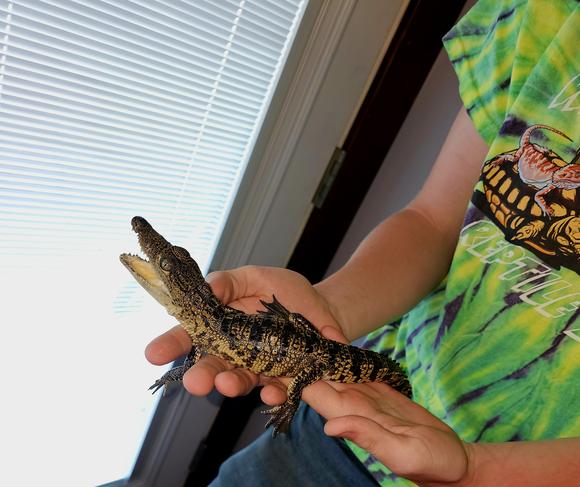 Olive, Morlets Crocodile
