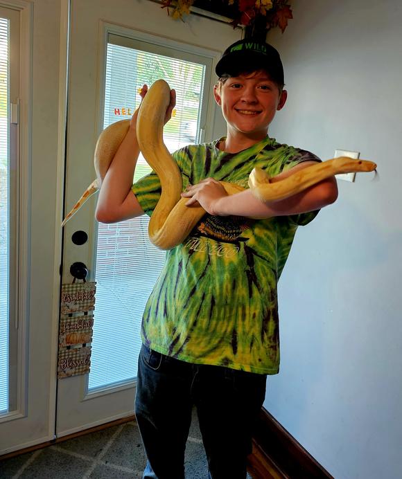 Phoenix, 7.5 ft Kahl Albino common boa